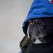Nine-year-old French Bulldog Blue Velvet spectates with the Saline Crew on Saturday, Feb. 16. Daniel Brenner I AnnArbor.com